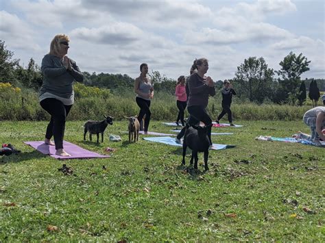 goat yoga new york state