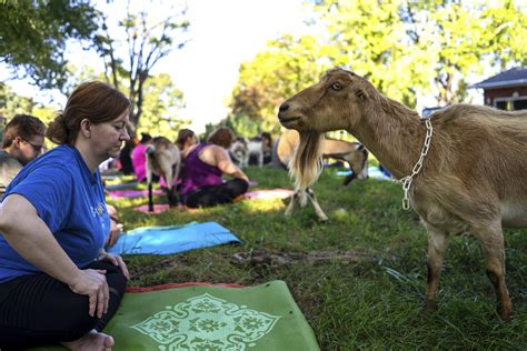 goat yoga st louis