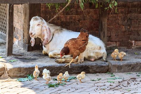 goats and chickens living together