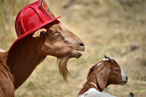 goats for fire prevention