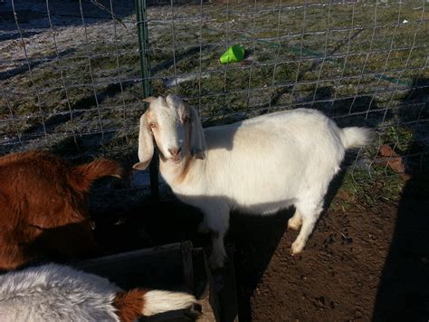 goats for free near me farm