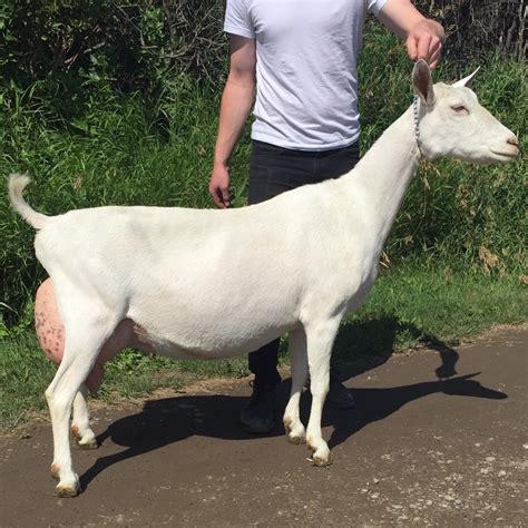 goats for sale alberta kijiji