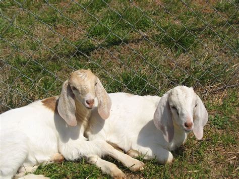 goats for sale craigslist