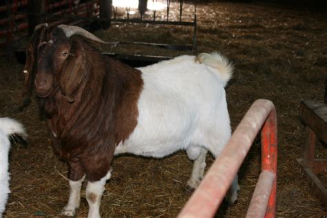 goats for sale craigslist austin tx area