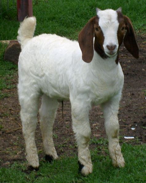 goats for sale craigslist near me cheap