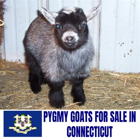 goats for sale ct