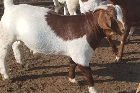 goats for sale gauteng