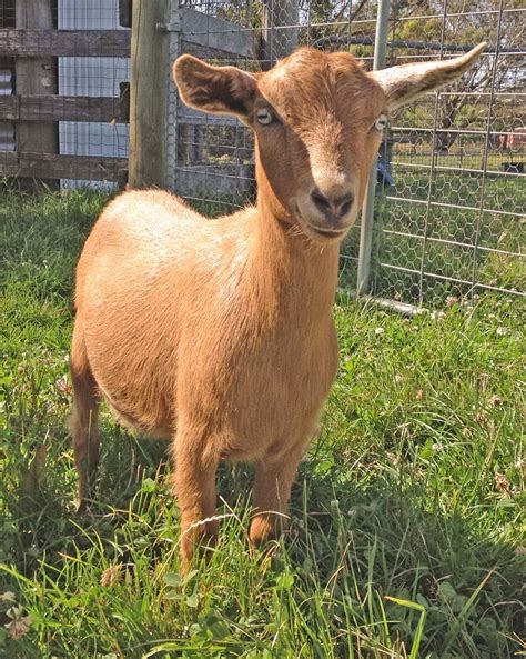 goats for sale hobart