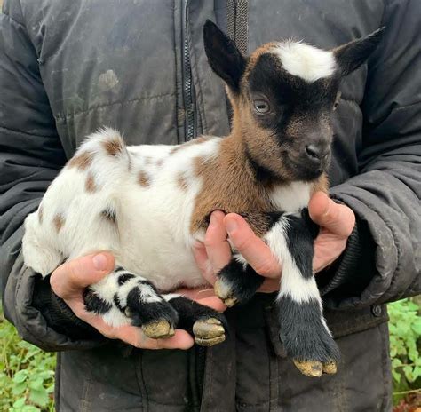 goats for sale in canada