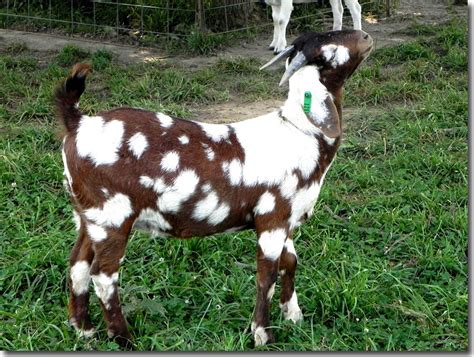 goats for sale in kentucky