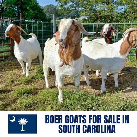 goats for sale in sc