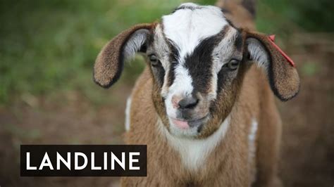 goats for sale in tasmania