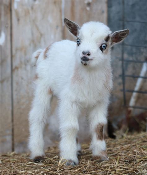 goats for sale mn