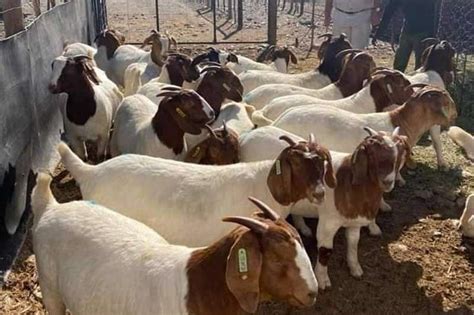 goats for sale north west