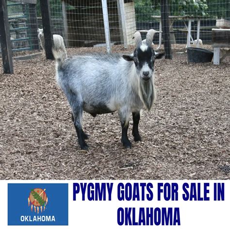 goats for sale okla