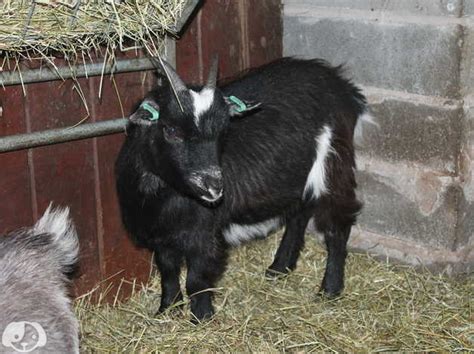 goats for sale scotland