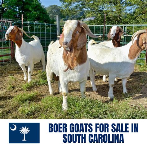 goats for sale south carolina