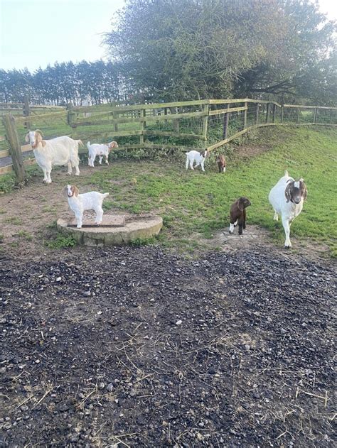 goats for sale suffolk preloved