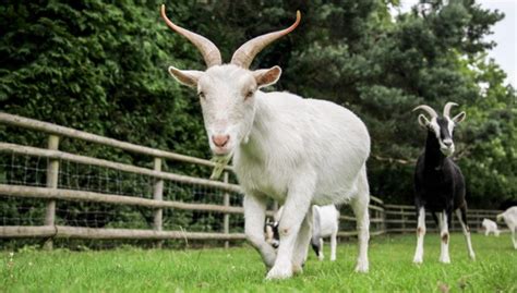 goats live how long