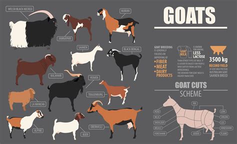 Goats Meat Uses