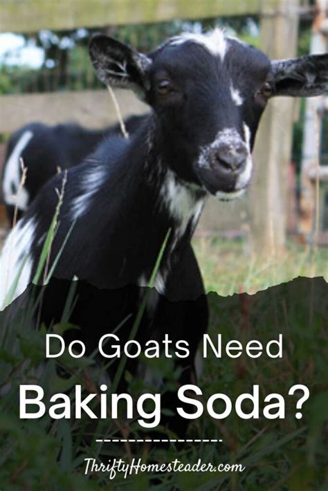 goats need baking soda