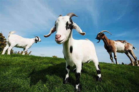 goats on a farm