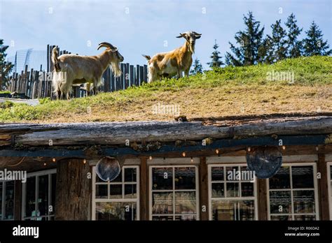 goats on the roof coombs bc