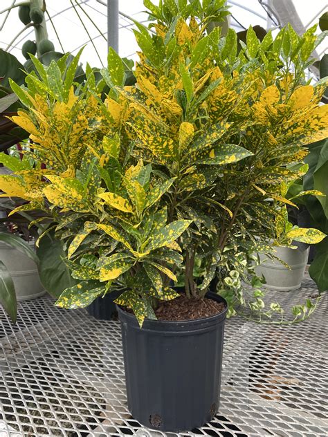 Gold Dust Croton How To Care For Your Plant Friend in 2020 Plants
