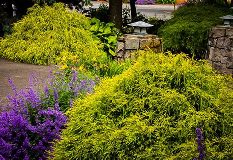 Gold Mop Cypress Height