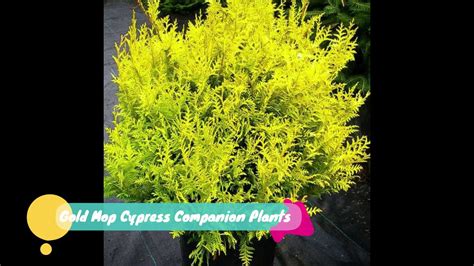 Gold Mop Cypress Zone