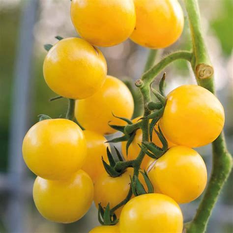 gold nugget tomato plant