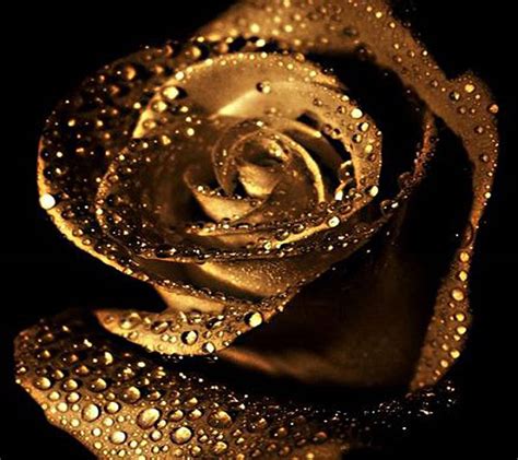 Unlock Secrets of Gold Roses: Rare Find?