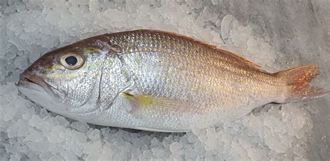 goldband snapper