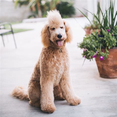 77 Cool Goldendoodle Puppy First Haircut Best Haircut Ideas