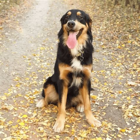 Golden Retriever Bernese Mountain Dog Mix For Sale PETSIDI