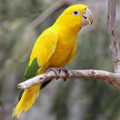 Discover 8 Insights golden conure Key Discoveries for Owners