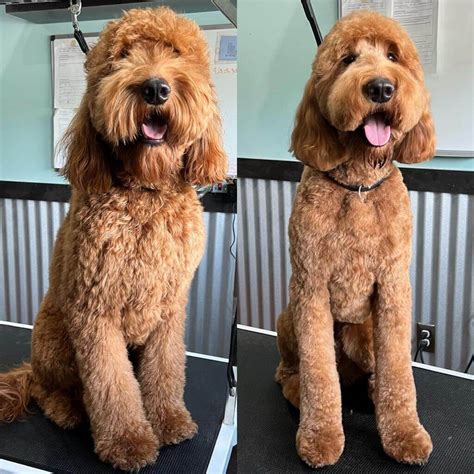 golden doodle hair cut