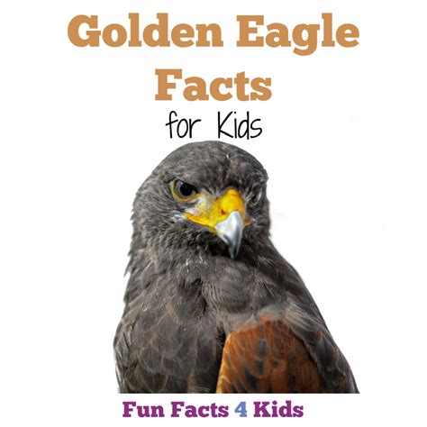 golden eagle facts for kids