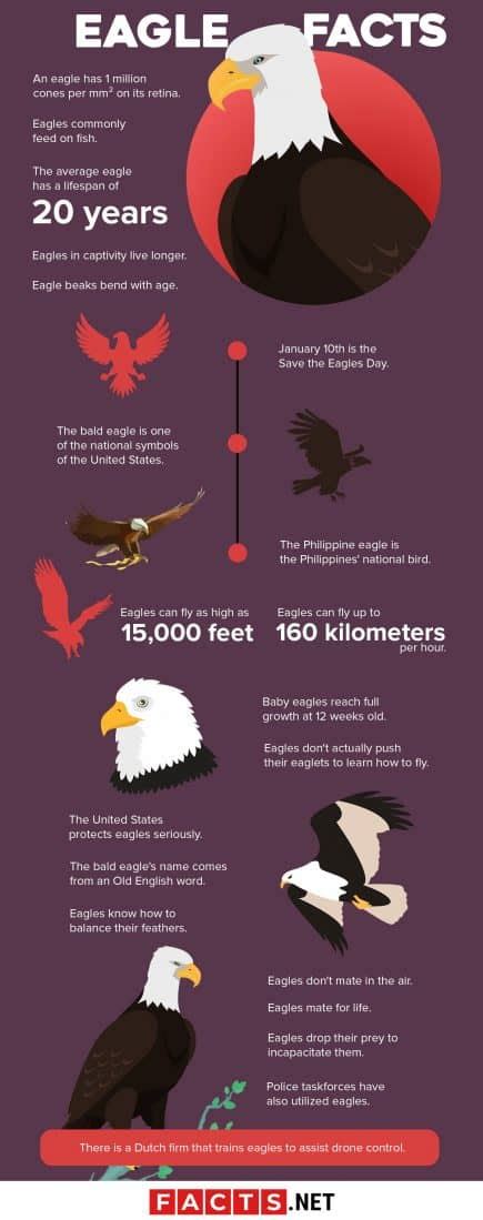 golden eagle fun facts for kids