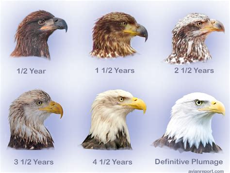 golden eagle maturity age