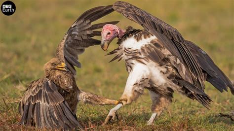 golden eagle vs turkey vulture