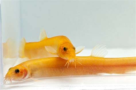 golden loach for sale