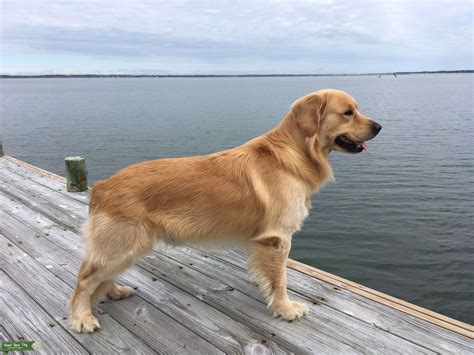 Everything You Need To Know About The Golden Retriever