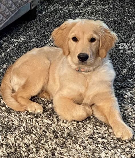 golden retriever breeder near me