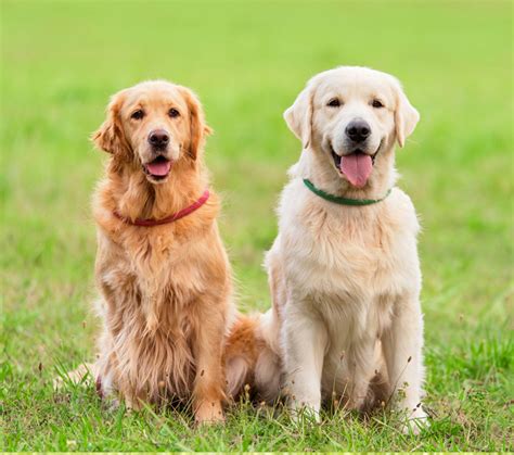 golden retriever foster program