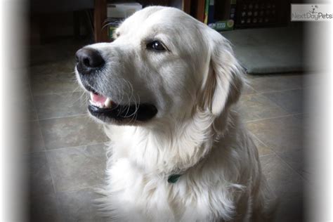 golden retriever green bay