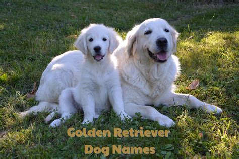 What Is The Meaning Behind The Golden Retriever?