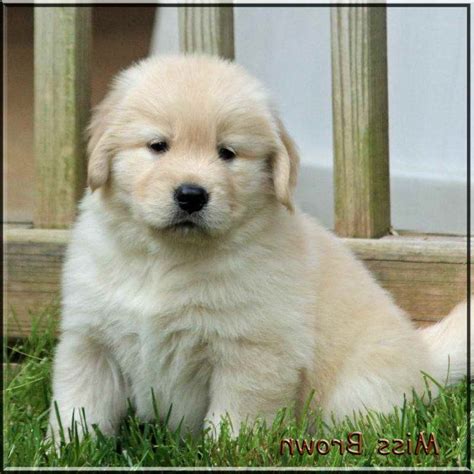 golden retriever near me breeders