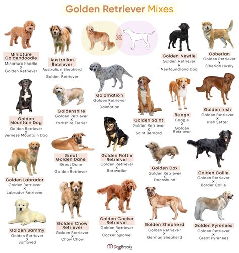 golden retriever types