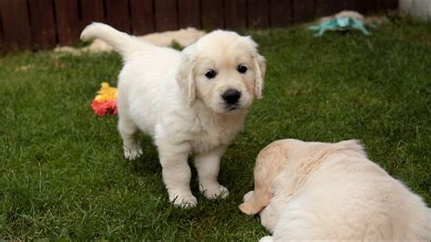 golden retriever welpen vom bauernhof